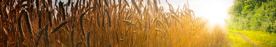 corn-sunset